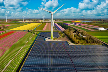 Aerial view of wind turbines with tulips fields in bloom and solar panels in the Netherlands. Blossoming yellow, red, green, pink and purple tulips in a field with wind turbines in a Wind farm.