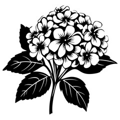 Hydrangea flower, black and white flower hydrangea isolated, handdrawn floral elements for design.