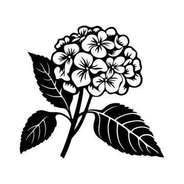 recommend clip art: Hydrangea flower, black and white flower hydrangea isolated, handdrawn floral elements for design.