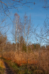 Obraz na płótnie Canvas Bäume im Wurzacher Ried
