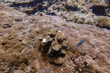 Big rare real giant clam shellfish close up shot in coral reef rock with fish swim around at sea floor with deep blue underwater background landscape in Thailand dive site