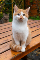 Rot-weiße Katze sitzt auf einem Tisch und schaut in die Kamera, im Hintergrund schaut noch eine Katze zu