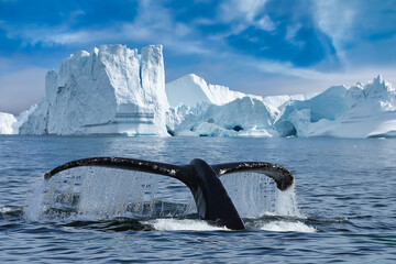 Close-up of the tail fin of a Humpback whale (Megaptera novaeangliae) swiming among of icebergs at Ilulissat Icefjord. Whale watching tour with big Humpback whale tail fin looking out of water. - obrazy, fototapety, plakaty