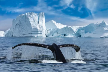 Foto op Canvas Close-up of the tail fin of a Humpback whale (Megaptera novaeangliae) swiming among of icebergs at Ilulissat Icefjord. Whale watching tour with big Humpback whale tail fin looking out of water. © Revive Photo Media