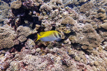 Fototapeta na wymiar Yellow white fish swim and stay at coral reef in deep blue sea underwater and colurful coral landscape with blue water background