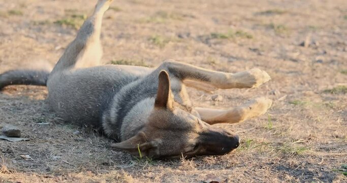 Dog sniffs the ground, then lies down and rolls over on its back. Funny homeless mongrel is resting.