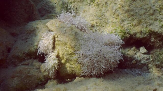 Red algae Liagora on a coastal rocky reef in the sun glare in Mediterranean Sea, Slow motion. Underwater seascape with Liagora alga covered stones