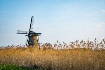 dutch windmill behind high grass