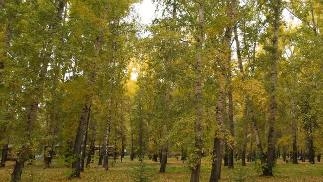 Beautiful autumn park. Autumn in Kemerovo. Autumn trees and leaves. Autumn Landscape. Beautiful romantic alley in a park with colorful trees and sunlight.