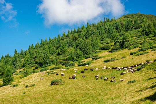 flock of sheep on the steep slope of a mountain. forest above the hill. carpathian countryside on a sunny day in summer