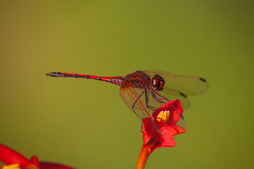 Red-veined Dropwing (Trithemis arteriosa) 14217