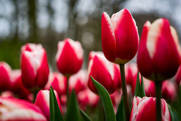 red white tulips in the garden