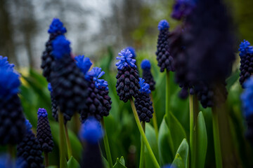 blue hyacinth flower close up