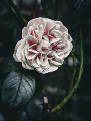 Rose Blüte