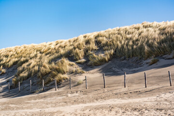 beachgrass growing on sand dunes with blue sunny sky