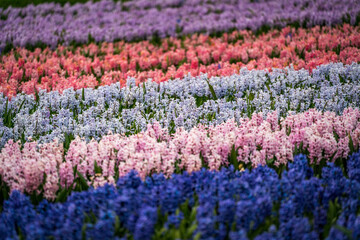 Obraz premium colorful hyacinth field at dusk in the netherlands
