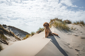 dog sitting on sand dunes on sunny day