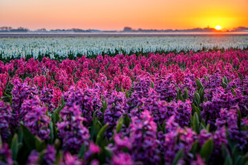 field of red and purple hyacinths in the netherlands