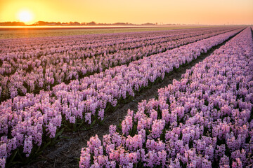 endless field of pink hyacinths in the netherlands