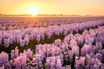 beautiful sunrise over white hyacinth field in the netherlands