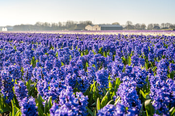 field of blue hyacinths on sunny day