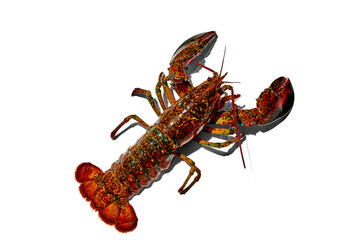 Delicious, fresh seafood, crayfish isolated against white background. Food market, restaurant. Concept of seafood, delicious taste, marine life, organic products. Copy space for ad