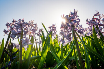 close up shot of purple hyacinth flowers in dutch field  