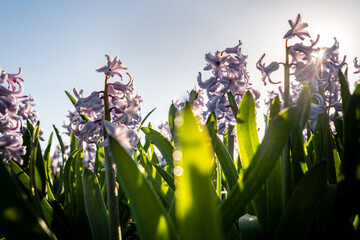 close up shot of purple hyacinth flowers in field  - obrazy, fototapety, plakaty