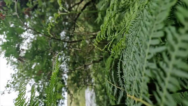 Ferns, Pteridium aquilinum, growing at a lake in County DOnegal, Ireland