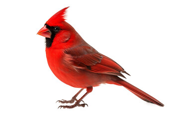 Naklejka premium Vibrant Red Cardinal Bird Isolated on Transparent Background