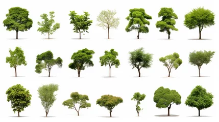 Foto op Aluminium ollection of Isolated Trees on white background , A beautiful trees from Thailand , Suitable for use in architectural design , Decoration work , Used with natural articles both on print and website. © Oulailux