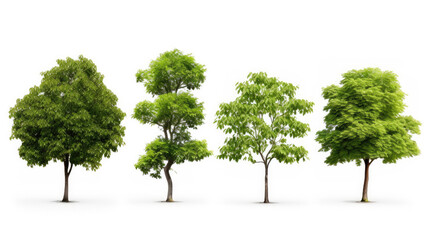 ollection of Isolated Trees on white background , A beautiful trees from Thailand , Suitable for use in architectural design , Decoration work , Used with natural articles both on print and website.