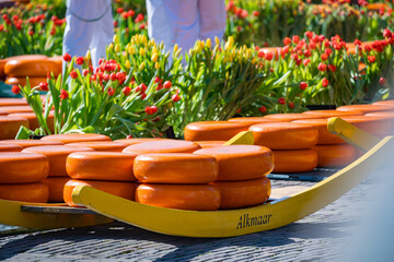 alkmaar cheese market with cheese and tulips in holland