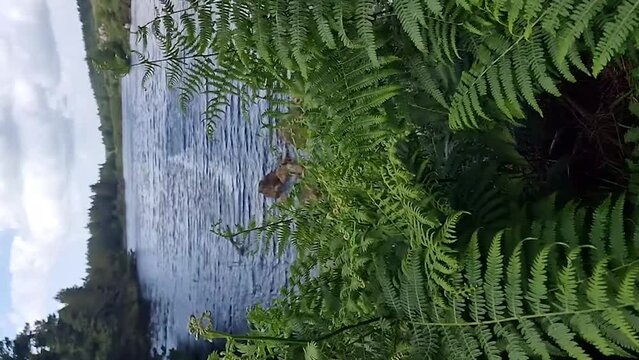 Ferns, Pteridium aquilinum, growing at a lake in County DOnegal, Ireland
