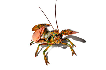 Delicious, fresh seafood, lobster isolated against white background. Food market, restaurant. Concept of seafood, delicious taste, marine life, organic products. Copy space for ad