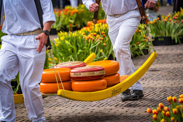 dutch cheese transported on wooden barrows by alkmaar carriers