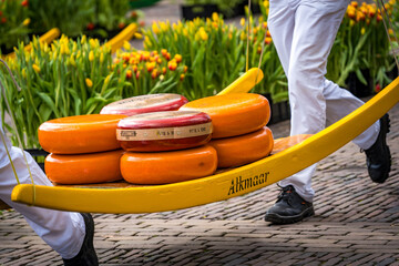 cheese carried away on wooden barrows by alkmaar cheese carriers
