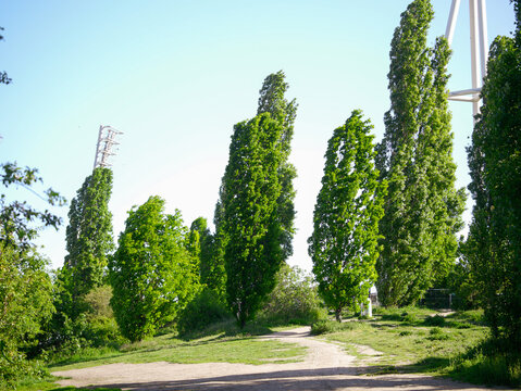 Mauerpark Berlin , Pappeln 