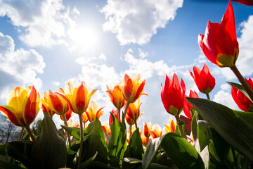 colorful tulips in a garden with blue sunny sky