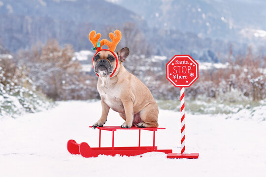 French Bulldog dog with reindeer costume antlers sitting on sledge next to Santa Stop sign in winter landscape