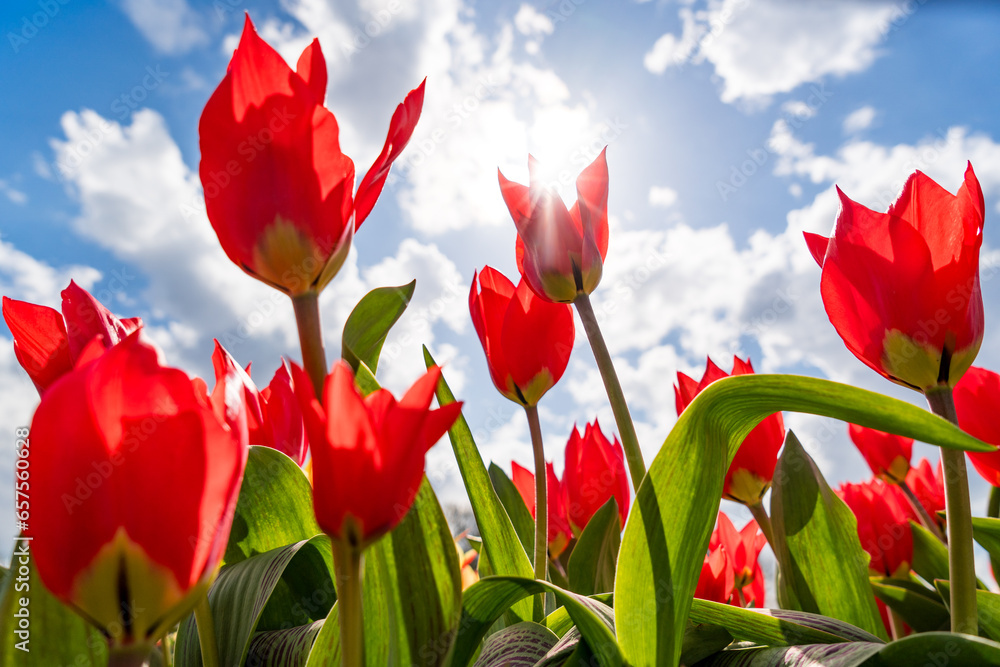 Wall mural red tulips against blue sky from below