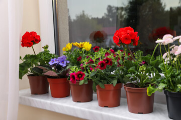 Different beautiful potted flowers on windowsill indoors