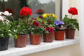 Different beautiful potted flowers on windowsill indoors