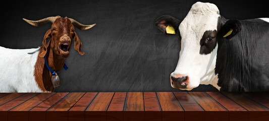 Close-up of an empty wooden table and a dairy cow and a horned mountain goat, looking at the...