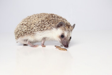 An African hedgehog on a white background eats a larva. Atelerix