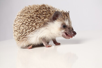 An African hedgehog on a white background eats a larva. Atelerix