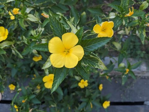 Turnera ulmifolia, the ramgoat dashalong or yellow alder, is a species of plant of family Passifloraceae, native to Mexico and the West Indies. 