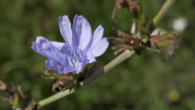Common chicory (cichorium intybus) violet flower in wind