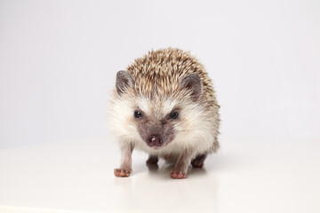 An African hedgehog on a white background eats a larva. Atelerix