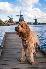 happy dog on the pier of dutch city zaanse schans with windmills in background